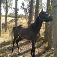 مادیان کرد|اسب و تجهیزات اسب‌سواری|مشگین شهر, |دیوار