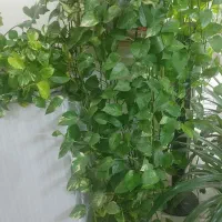 گلها فروشی سالم کاشمر|گل و گیاه طبیعی|کاشمر, |دیوار