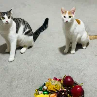 واگذاری گربه