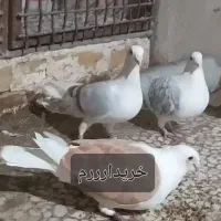 کبوتر دوکت پلاکی