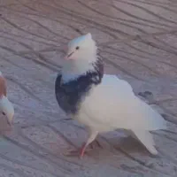 کبوتر|حیوانات|کرمانشاه, |دیوار