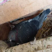 کبوتر پلاکی عراقی مسافتی|پرنده|گتوند, |دیوار