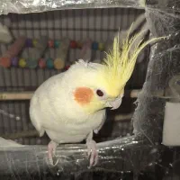 جفت عروس هلندی