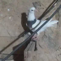 جوجه طوقی|پرنده|ایذه, |دیوار