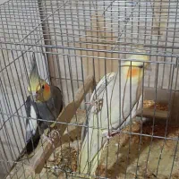 یک جفت عروس هلندی با ۳تخم