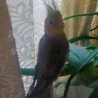 عروس هلندی|پرنده|محمدیه-قزوین, |دیوار