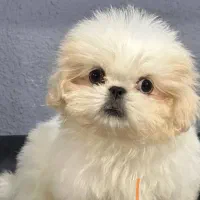 حیوان خانگی توله شیتسو