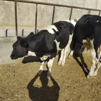 گوساله جوانه