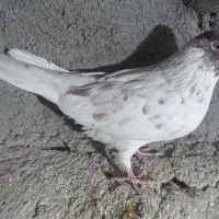 کبوتر پرشی غریب|پرنده|زنجان, |دیوار