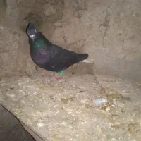 دم سفید|پرنده|فاروج, |دیوار