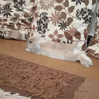 واگذاری لوپ نر