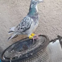 کبوتر|پرنده|دشتابی, |دیوار