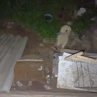 سگ پا کوتاه نر
