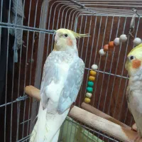 عروس نر|پرنده|نسیم‌شهر, |دیوار