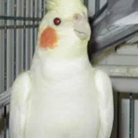 عروس هلندی لوتیوم ماده با قفس