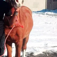 اسب عرب|اسب و تجهیزات اسب‌سواری|کرمان, |دیوار