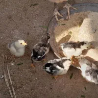 جوجه گلین|حیوانات مزرعه|کوه چنار, |دیوار