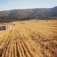 کاه گندم کرمانشاه ارسال به سراسر ایران