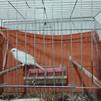 یک جفت  قناری نر  ماده