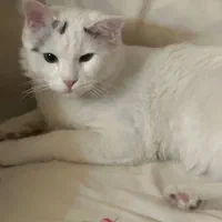 گربه پرشین کاملا اهلی ۳ساله|گربه|میاندوآب, |دیوار