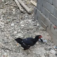 مرغ لاری سیاه