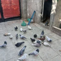 کفتر|پرنده|شاندیز, |دیوار