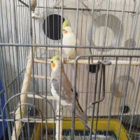 عروس هلندی آهویی|پرنده|تهران, مشیریه|دیوار