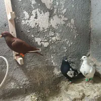 کبوتر رنگه|پرنده|تربت‌حیدریه, پارک پرستار|دیوار