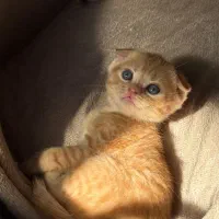 اسکاتیش اصیل گلد|گربه|گنبد کاووس, |دیوار