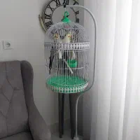 دو عدد عروس هلندی