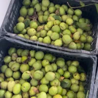 مشاور معاملات گردو