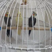 عروس هلندی نر وماده