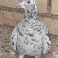 فروشی|پرنده|باوی, |دیوار