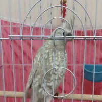 عروس هلندی ماده ایزابلا