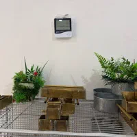 جادونی برنجی،قفس،قناری اورجینال،سبز چمنی