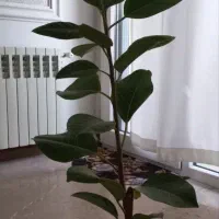 گلدان فیکوس