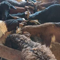 گوسفند