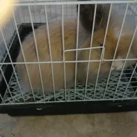 خرگوش لوپ ماده|موش و خرگوش|گلبهار, شهر جدید گلبهار|دیوار