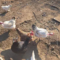 مرغ وخروس گردن لختی قشنگ‌وپاپر|حیوانات مزرعه|رشت, دباغیان|دیوار