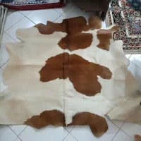 پوست گاو  دباغی شده
