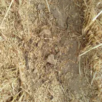 گندم برای بذز