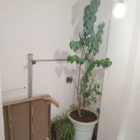 گلدان|گل و گیاه طبیعی|هریس, |دیوار