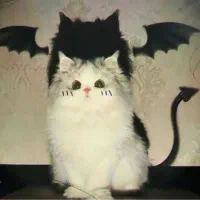 سرپرستی گربه بریتیش