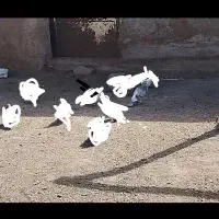 کفتر یا کبوتر