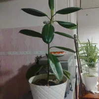 ۳عدد گل همراه با گلدان