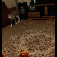 فرش دوازده متری