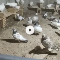 تعدادی کبوتر پرشی و مرغ محلی تخم گذار|پرنده|الیگودرز, |دیوار