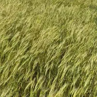 فروش زمین کشاورزی دیم درروستای حصاراسلمرز|فروش زمین و ملک کلنگی|سنندج, |دیوار