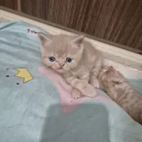 گربه ی اسکاتیش