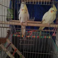 یک جفت عروس هلندی قیمت توافقی|پرنده|ساوه, |دیوار